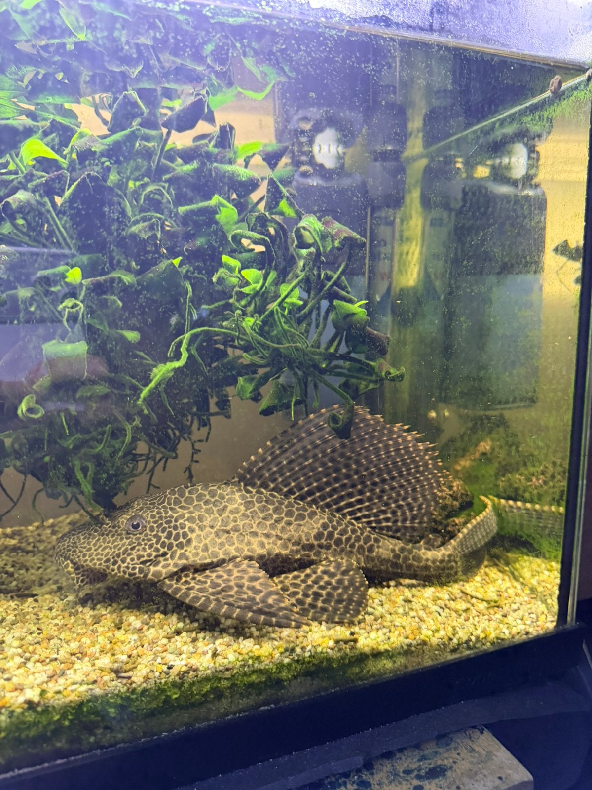 Meerval vis, Dieren en Toebehoren, Vissen | Aquariumvissen, Vis