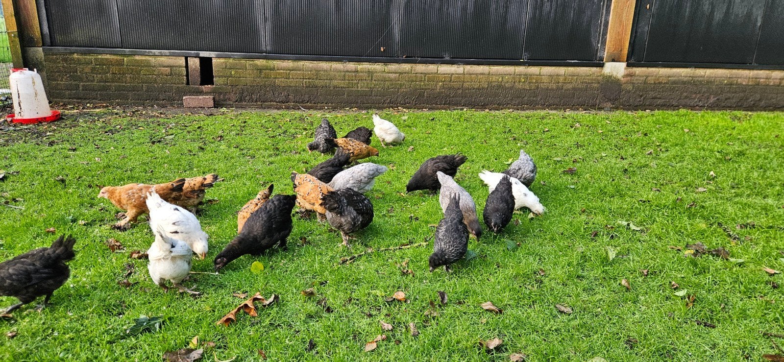 Sabelpoot legkip marans hennen, Dieren en Toebehoren, Pluimvee, Kip, Vrouwelijk