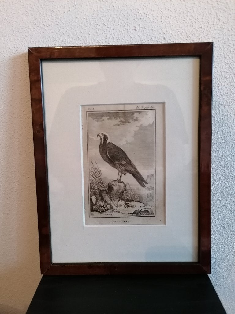 Gravure Leclerc, Buffon - 1770 Le Bussard Grauwe Kiekendief, Ophalen of Verzenden