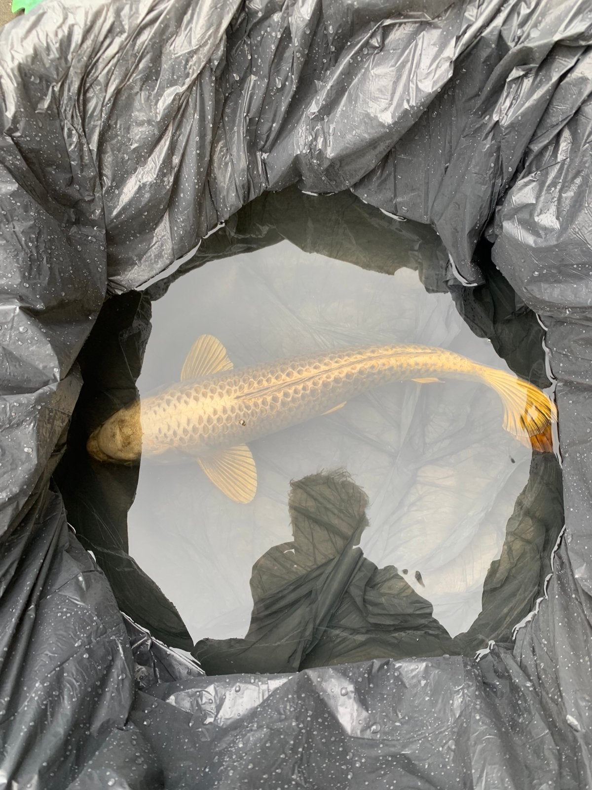 Prachtige Japanse Matsuba Koi 60-65 cm, Gezond & Sterke Bouw, Karper of Koi