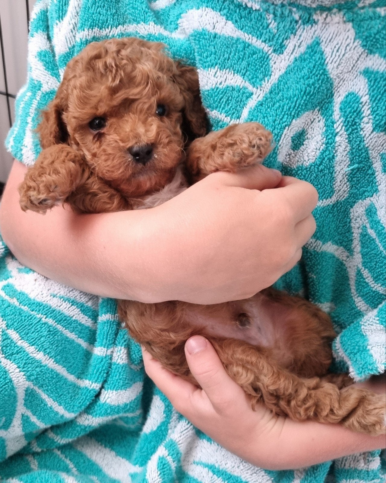 Prachtige Toy poedel pups, Poedel, Parvo, 8 tot 15 weken, Meerdere