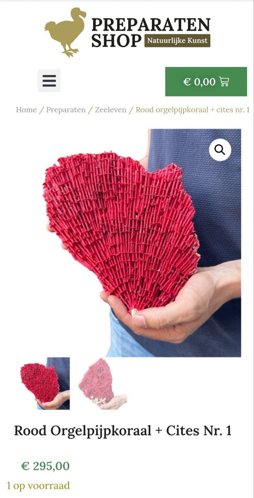 Rood Orgelpijpkoraal met cites, opgezette, Verzamelen, Dierenverzamelingen, Ophalen of Verzenden, Nieuw, Opgezet dier