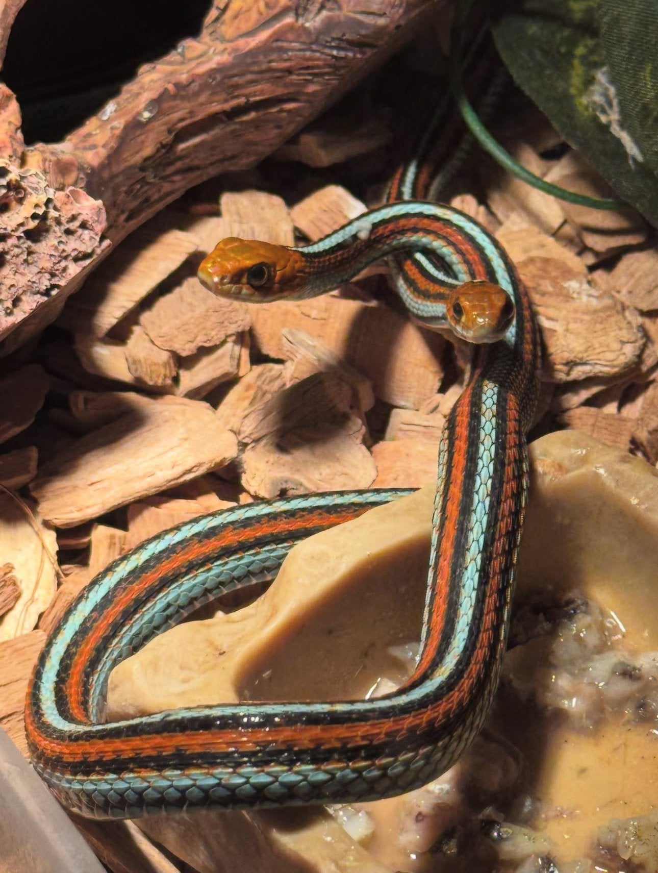 (Meerdere) Thamnophis tetrataenia  - kousebandslang, Dieren en Toebehoren, 0 tot 2 jaar