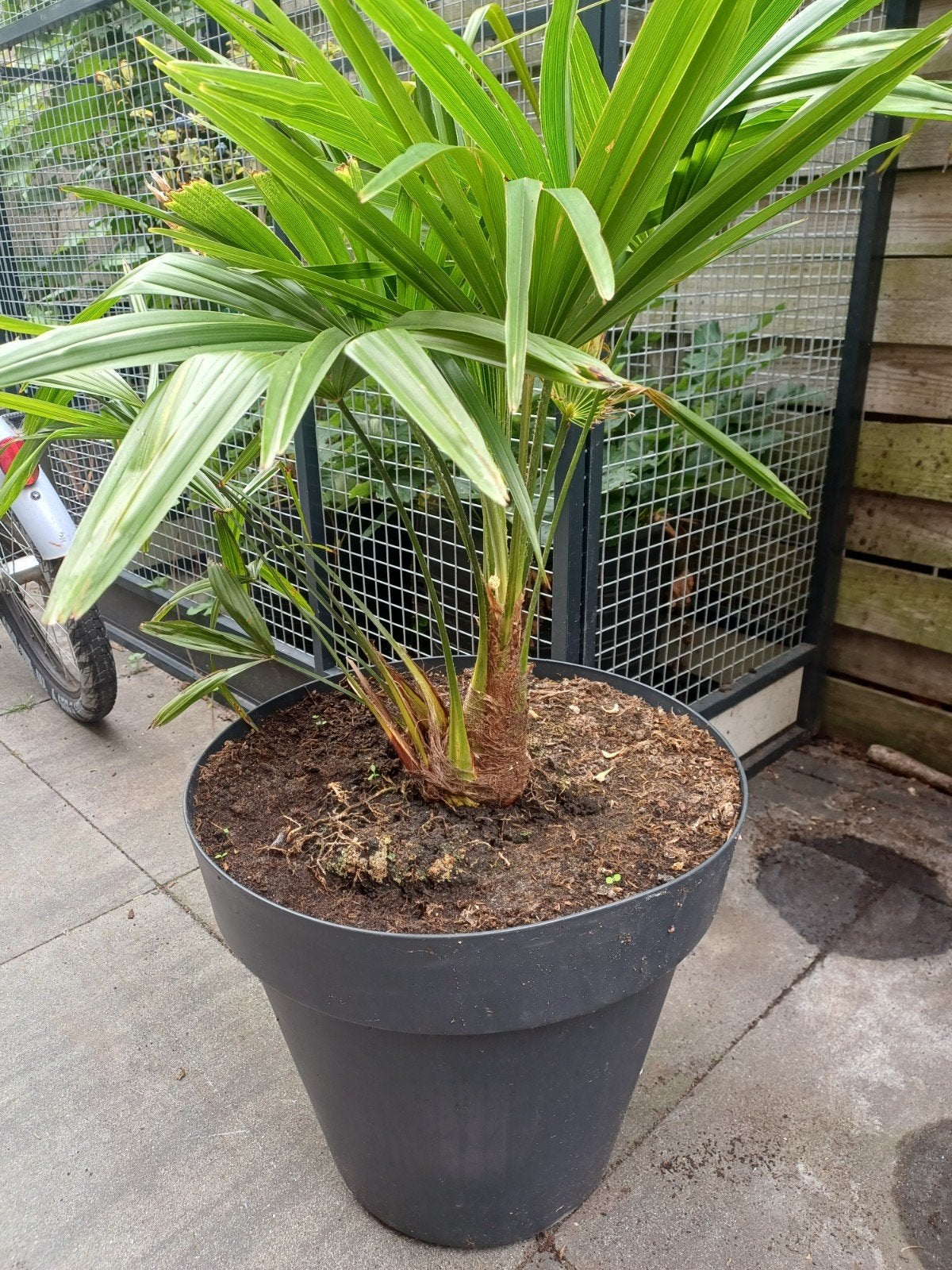 Trachycarpus fortunei (Chinese waaierpalm) incl. sierpot, Ophalen, Vaste plant, Overige soorten, Volle zon