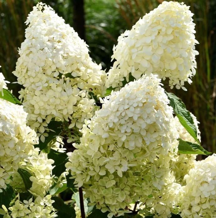Pluimhortensia 'Phantom', Ophalen of Verzenden, Hortensia, Struik, Minder dan 100 cm