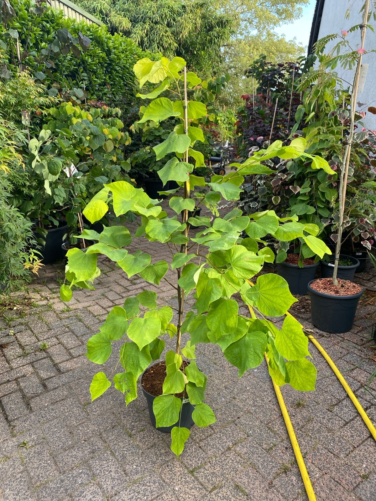 Cercis canadensis 'Hearts of Gold' - Judasboom, Overige soorten, Lente, 100 tot 250 cm, Ophalen