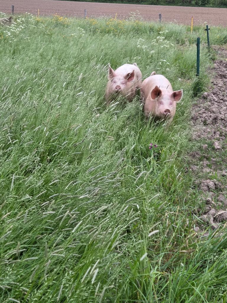 Scharrelvarkens te koop, Dieren en Toebehoren, Meerdere dieren, Varken, 0 tot 2 jaar