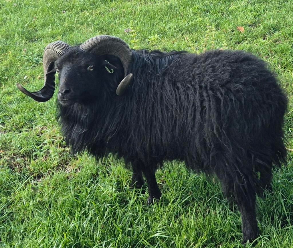 Lieve makke Ouessant ram, Mannelijk, Schaap