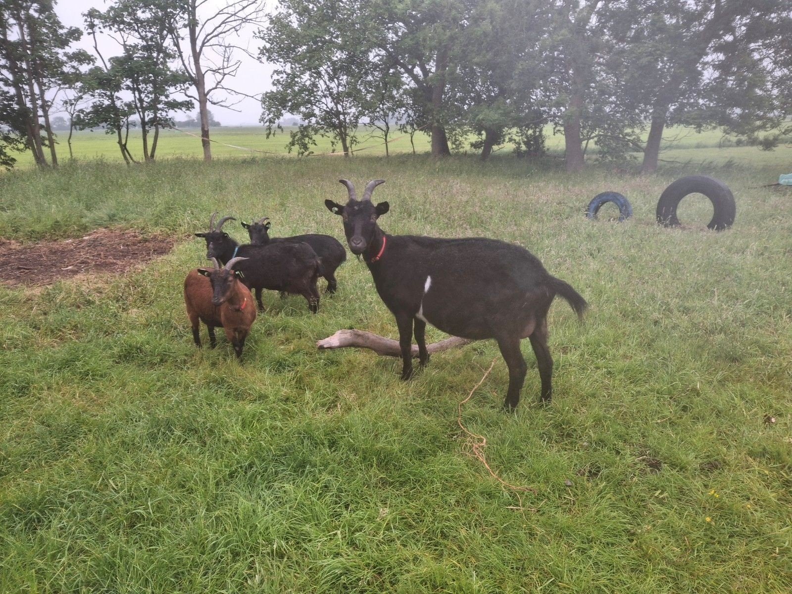 Geit, Dieren en Toebehoren, Vrouwelijk, Geit, 6 jaar of ouder