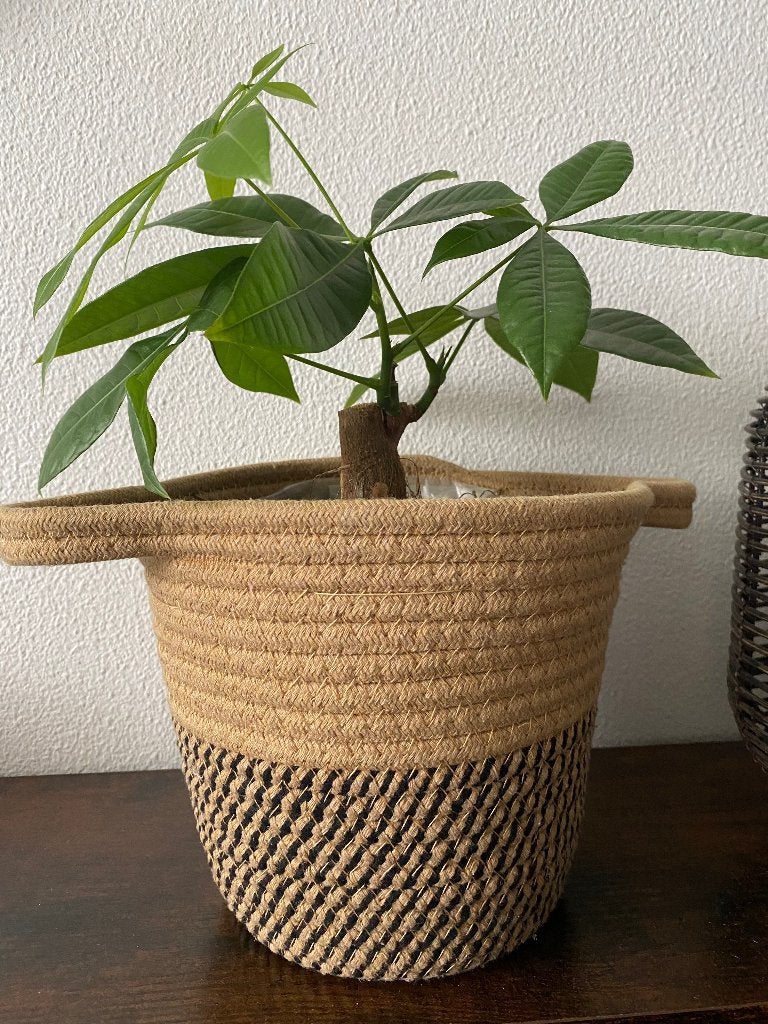 Plant met mandje, Ophalen