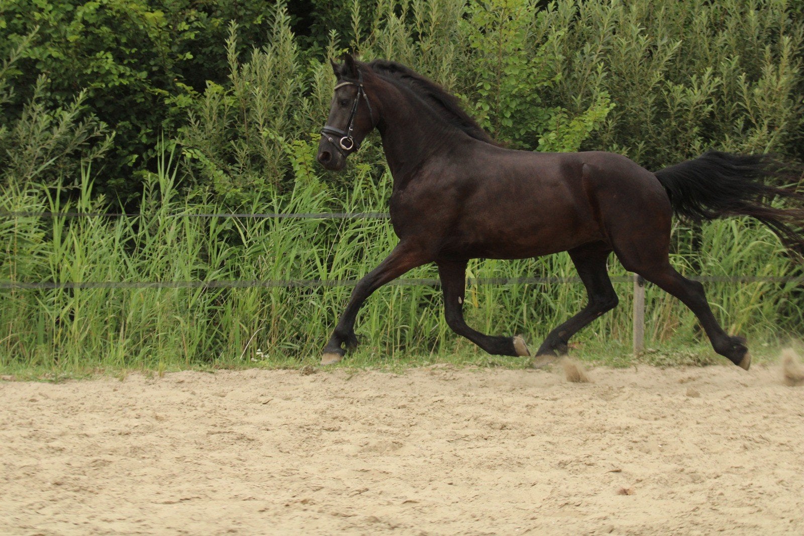 2 lieve 4 jarige Friese merries, Merrie, Met stamboom, Dressuurpaard, Zadelmak