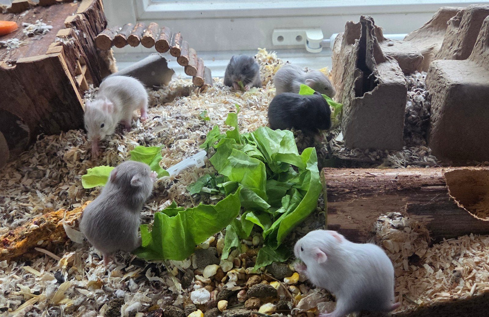 langharige syrische hamsters, Augustus, Meerdere dieren, Hamster