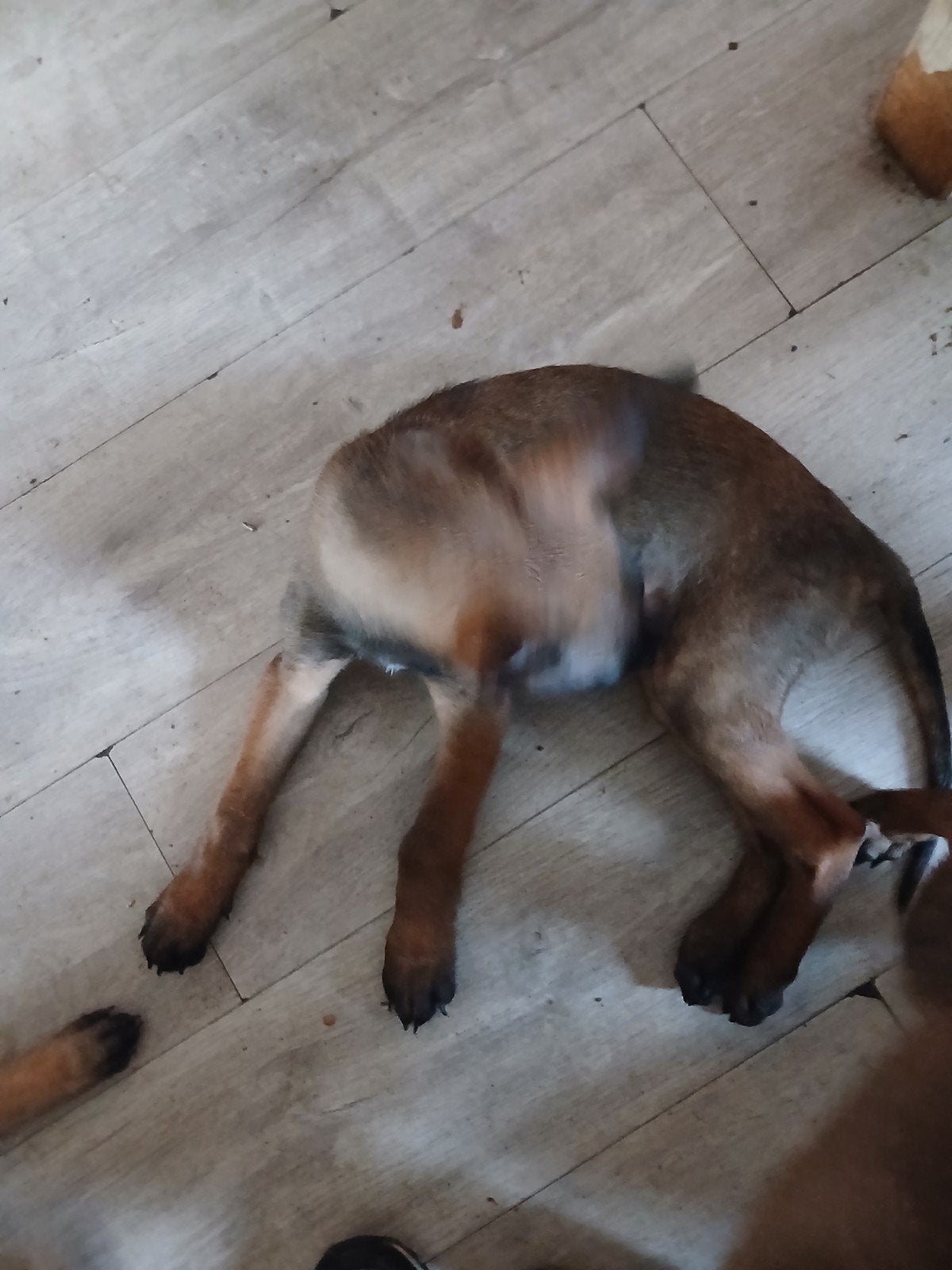 Mooie belgische milenoise, Dieren en Toebehoren, Honden | Herdershonden en Veedrijvers, 15 weken tot 1 jaar, Meerdere, Meerdere dieren