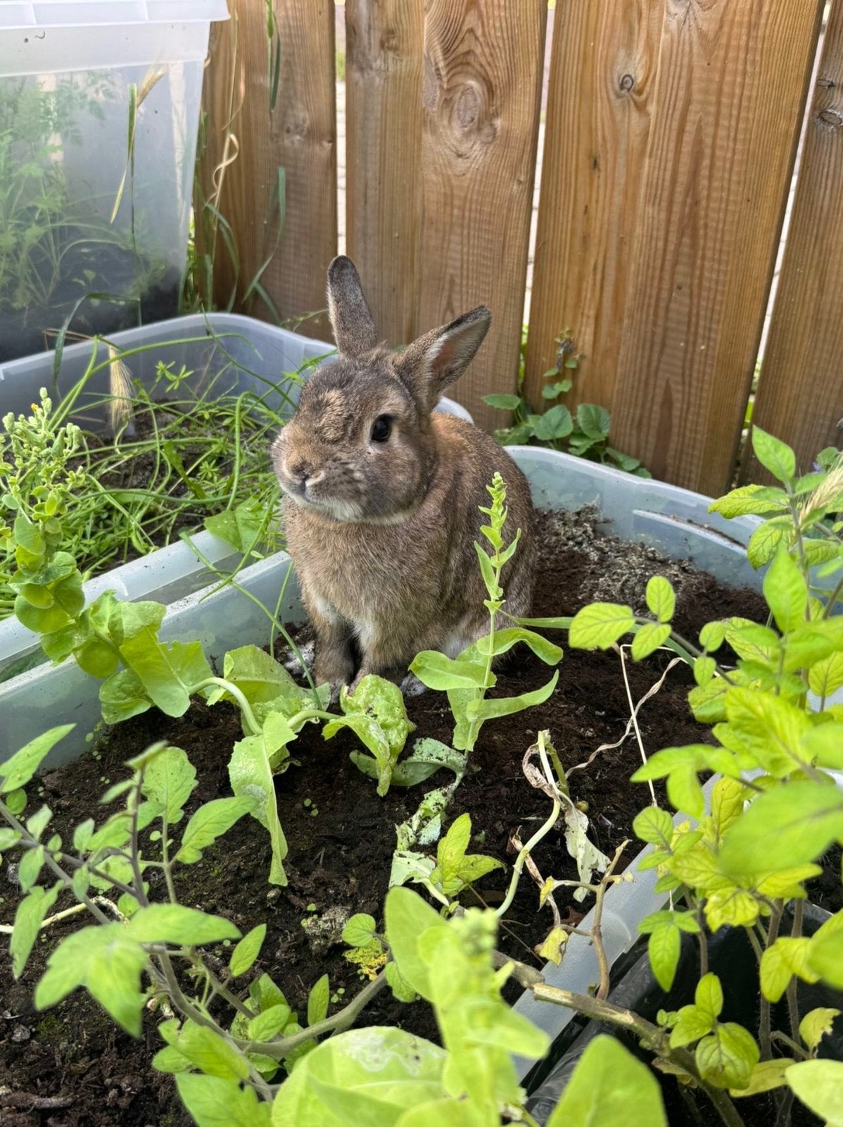 Konijn Dipsy zoekt een nieuw liefdevol huisje! :), Mannelijk, Dwerg