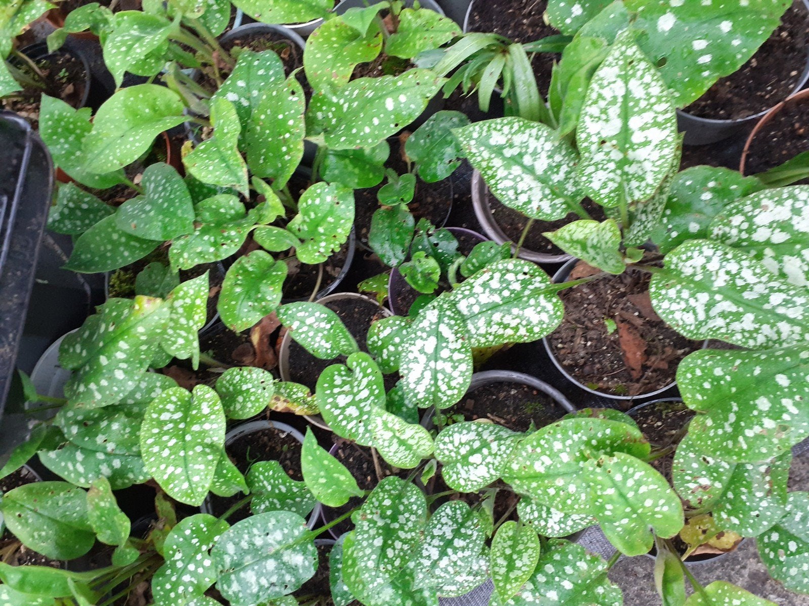 Longkruid, Tuin en Terras, Planten | Tuinplanten, Ophalen, Overige soorten, Volle zon