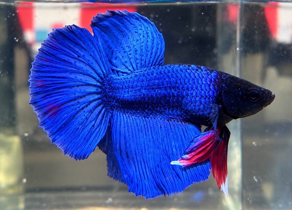 Betta man