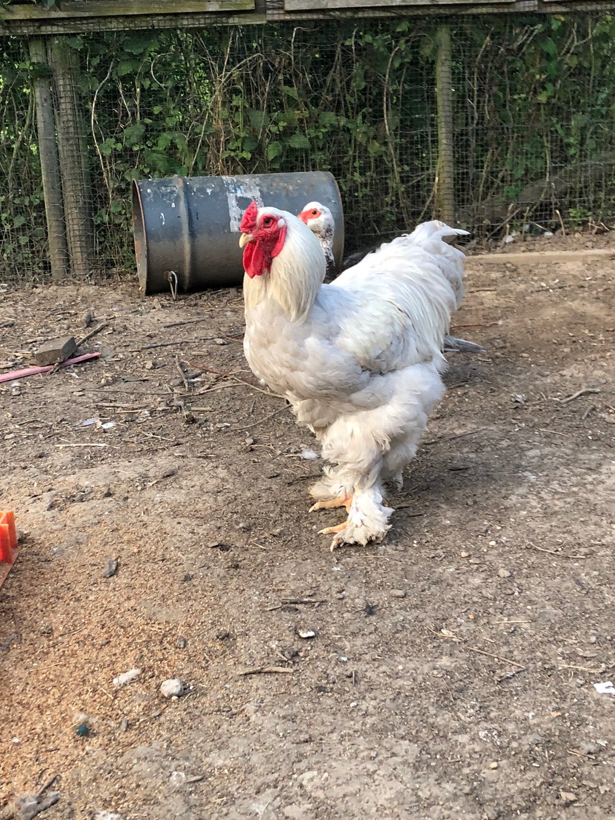Mooie grote witte Brahma haan, Mannelijk, Kip