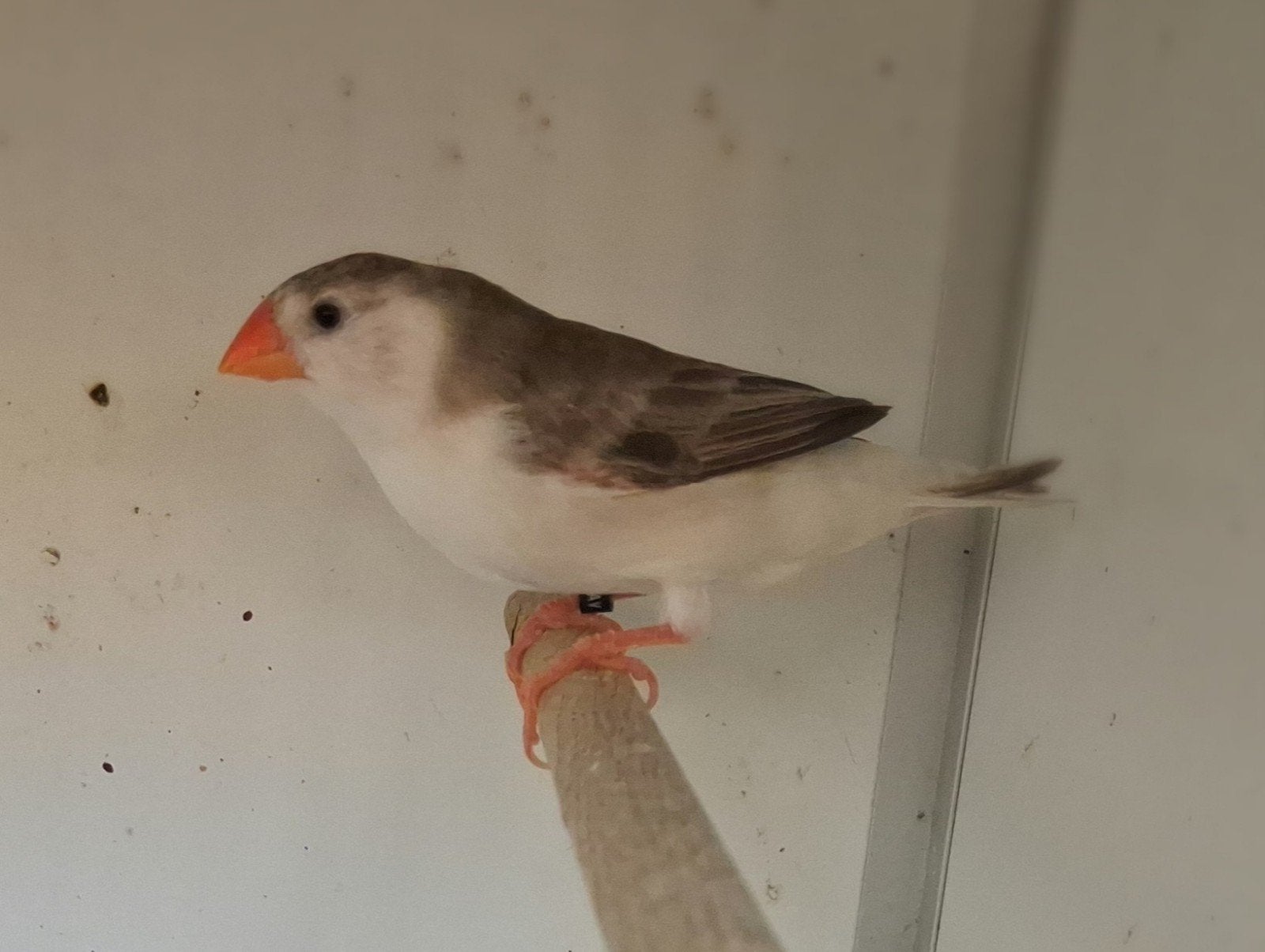 zebravinken witborst grijs, Dieren en Toebehoren, Vrouwelijk