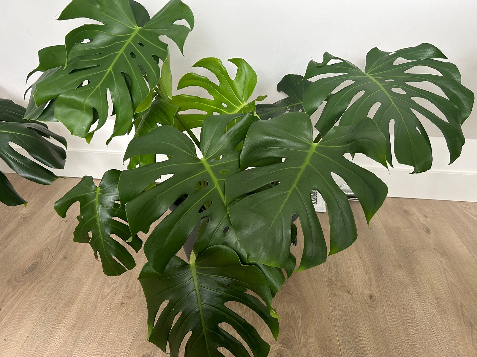 Monstera Deliciosa Top Cuttings (Stekken), Ophalen, Halfschaduw, Minder dan 100 cm