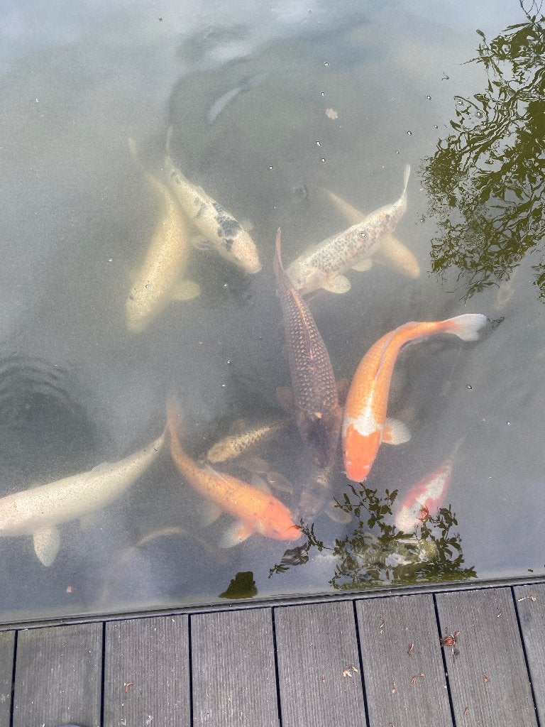 vissen vijvervissen, Karper of Koi