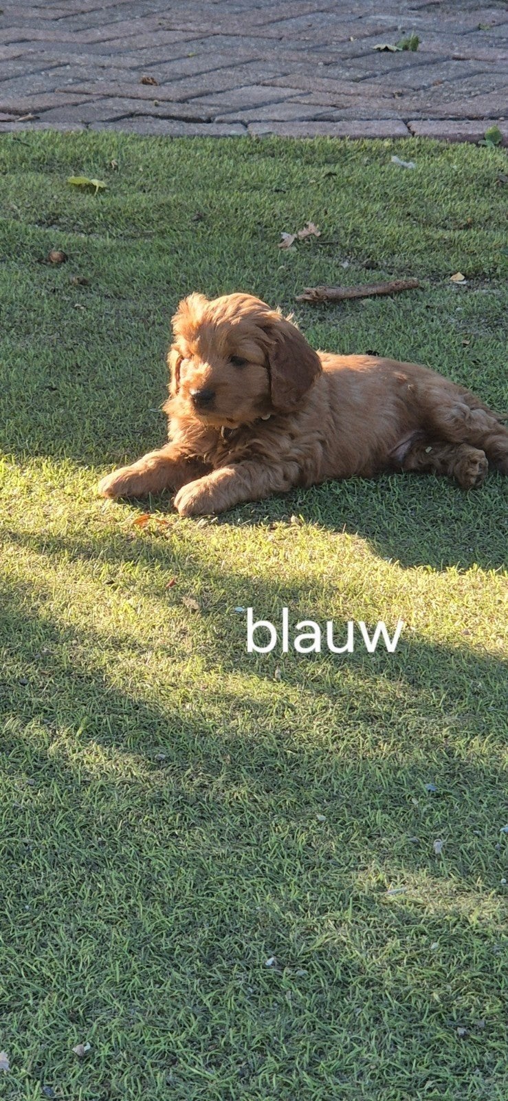 Cockapoo pups prachtige mooie pups., Overige rassen, 8 tot 15 weken, Parvo, Meerdere dieren
