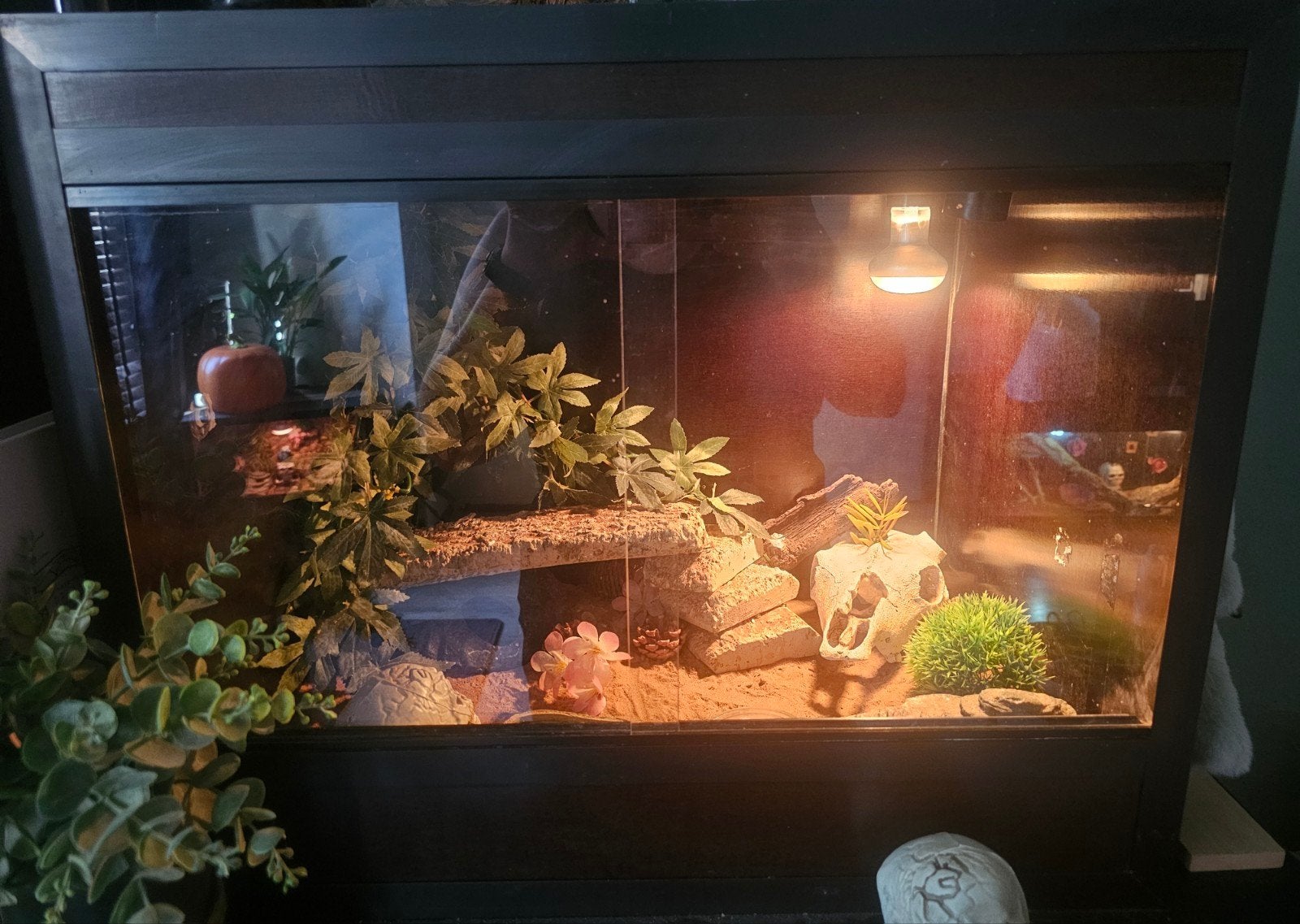 Luipaardgekko incl terrarium Leopard Gecko - female for sale from Jenny