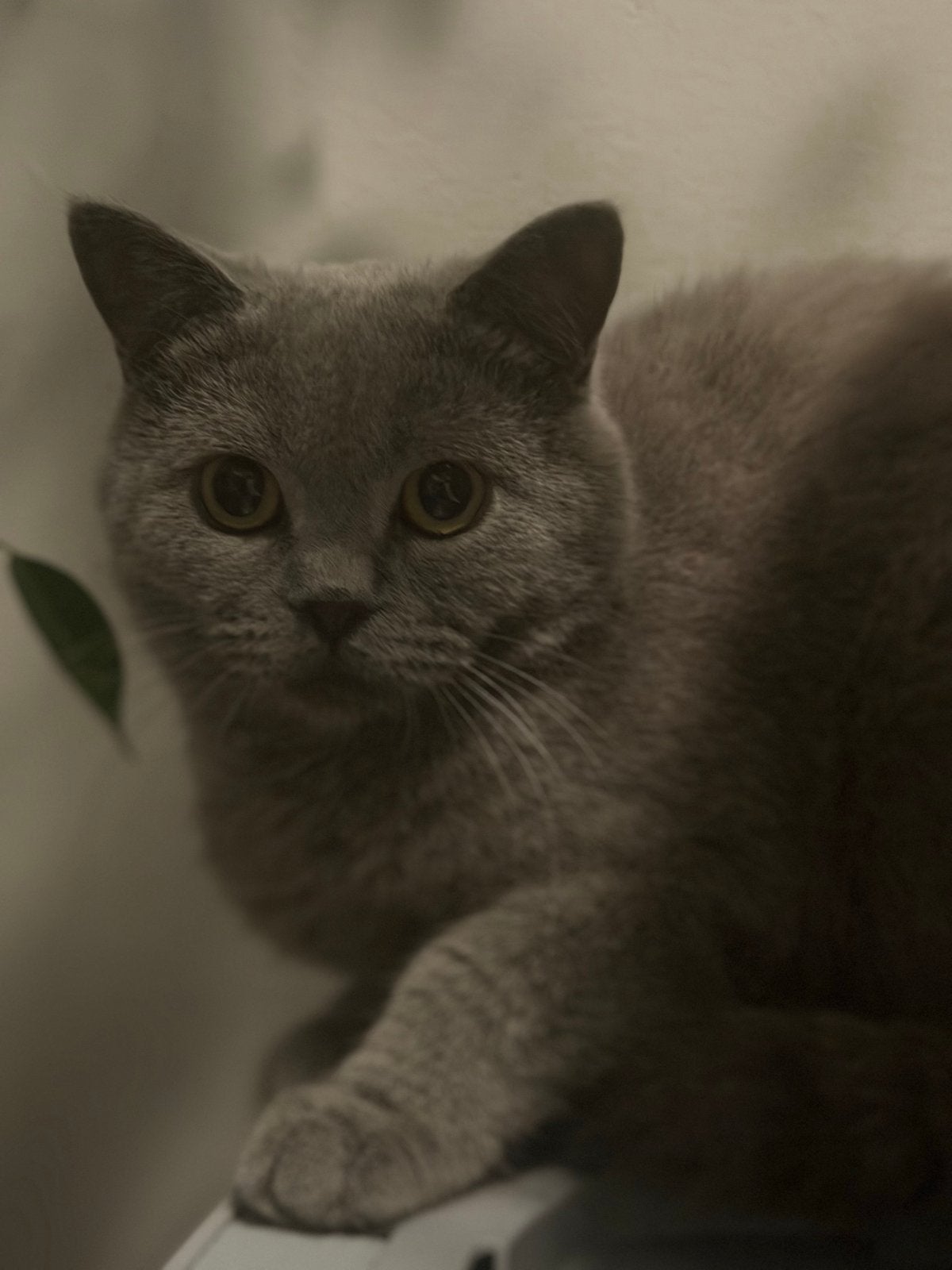 British katten, Kater
