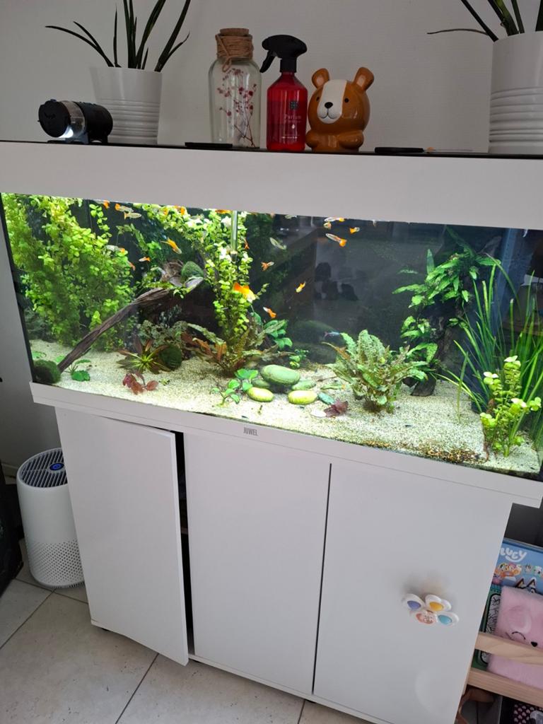 Juwel Rio 180 led volledige set: kast, vissen, planten enz, Dieren en Toebehoren, Vissen | Aquaria en Toebehoren, Zo goed als nieuw