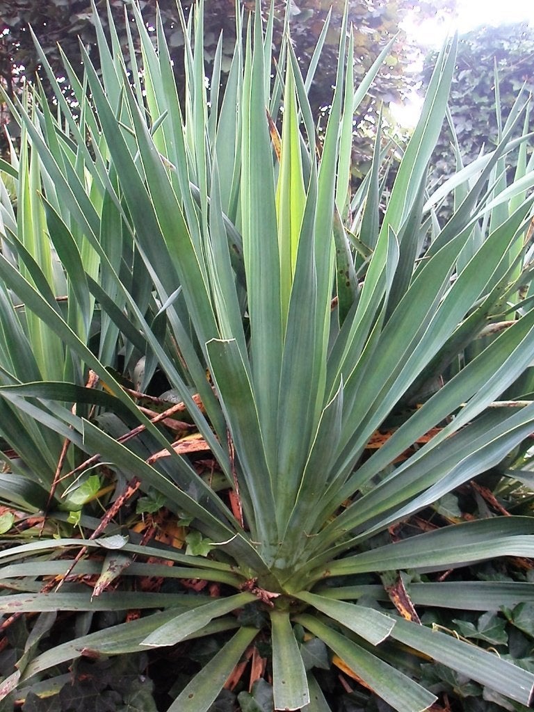 Palmlelie ( Yucca Filamentosa ), Tuin en Terras, Volle zon, Vaste plant, Zomer, Ophalen