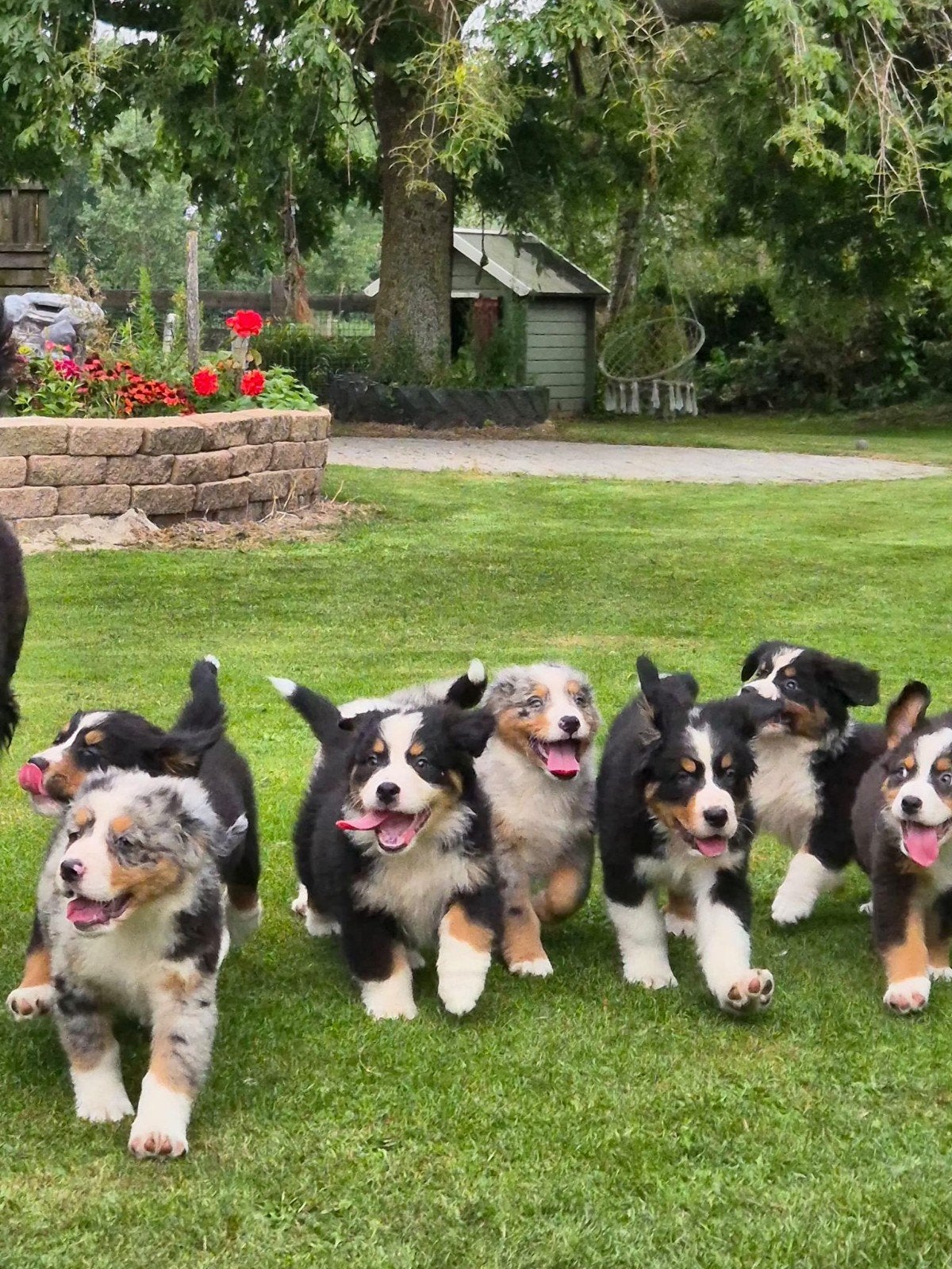 Australian Shepherd x Berner Sennen pups, Dieren en Toebehoren, Honden | Herdershonden en Veedrijvers, Meerdere dieren, Herder