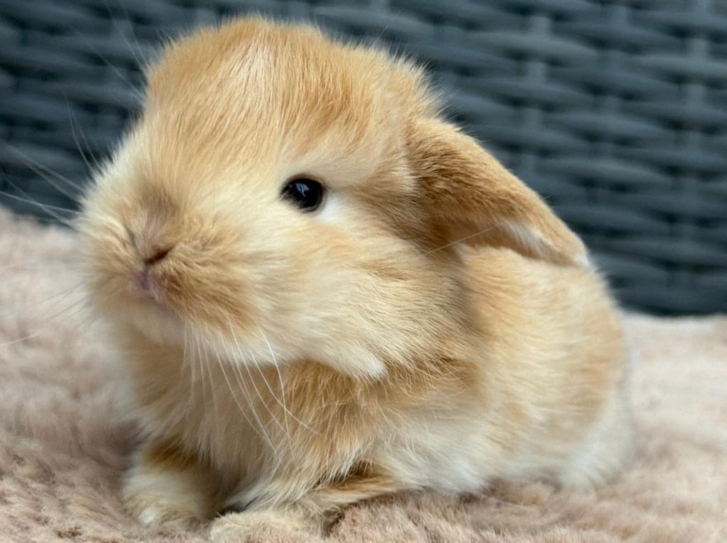 Heel lief & knap jong Dwerg hangoor konijntje, rammetje, Dieren en Toebehoren, Konijnen, Mannelijk, Dwerg, Hangoor, 0 tot 2 jaar