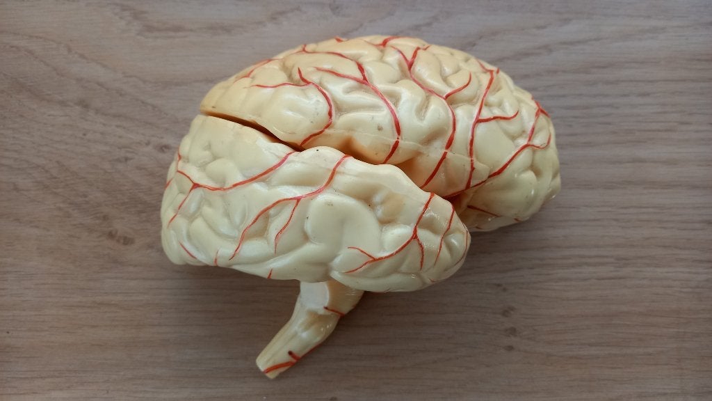 Anatomisch model Rechter Hersenhelft in drie delen, Ophalen of Verzenden