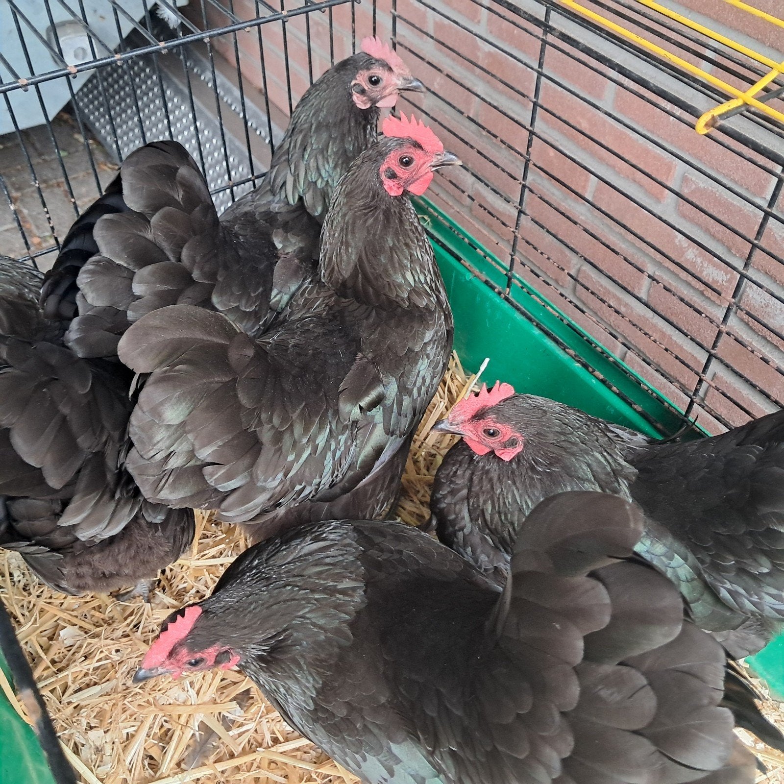 australorp kriel hennen., Dieren en Toebehoren, Pluimvee, Vrouwelijk, Kip