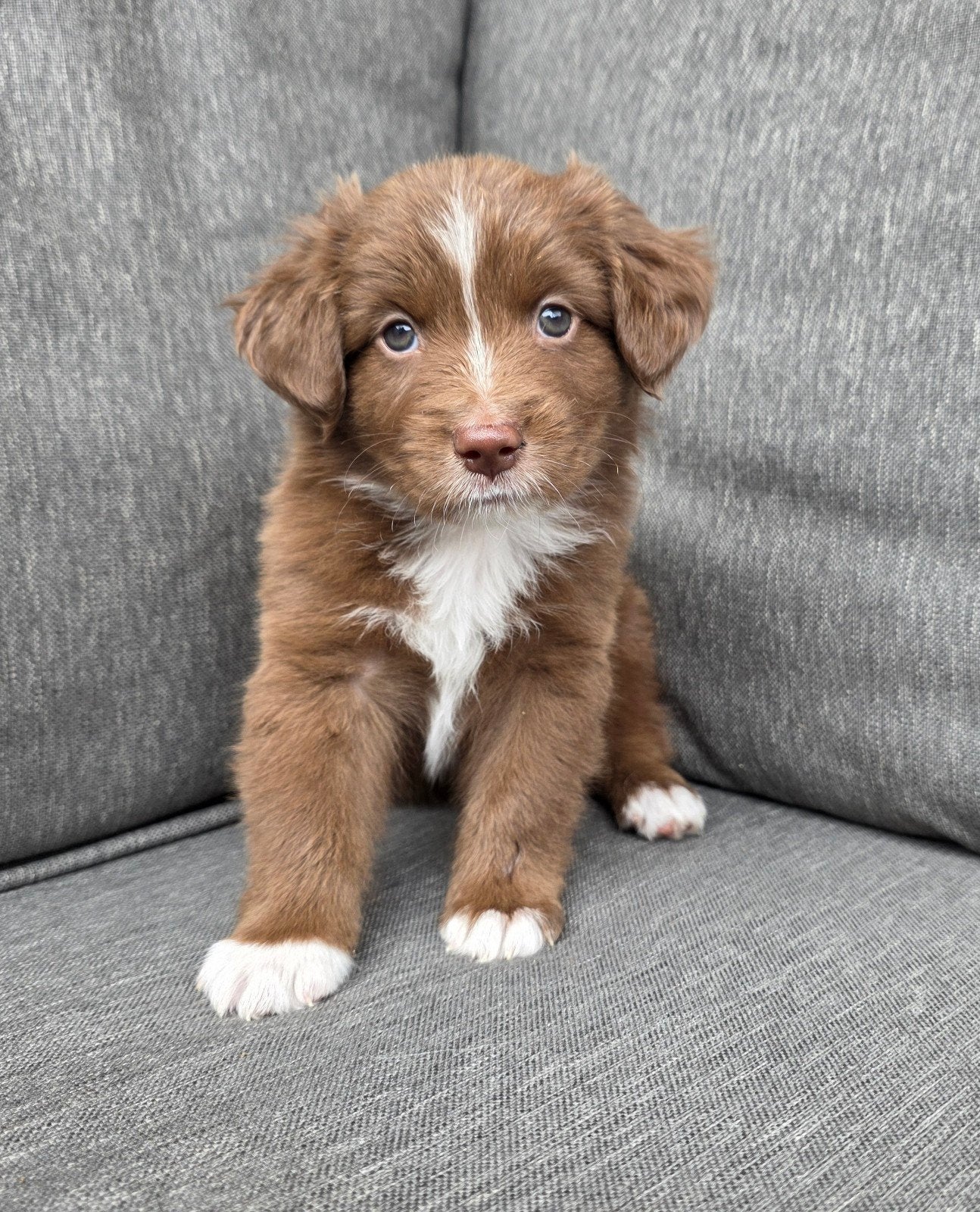 MINIATURE AUSTRALIAN SHEPHERD, Meerdere, Meerdere dieren, Nederland, Particulier