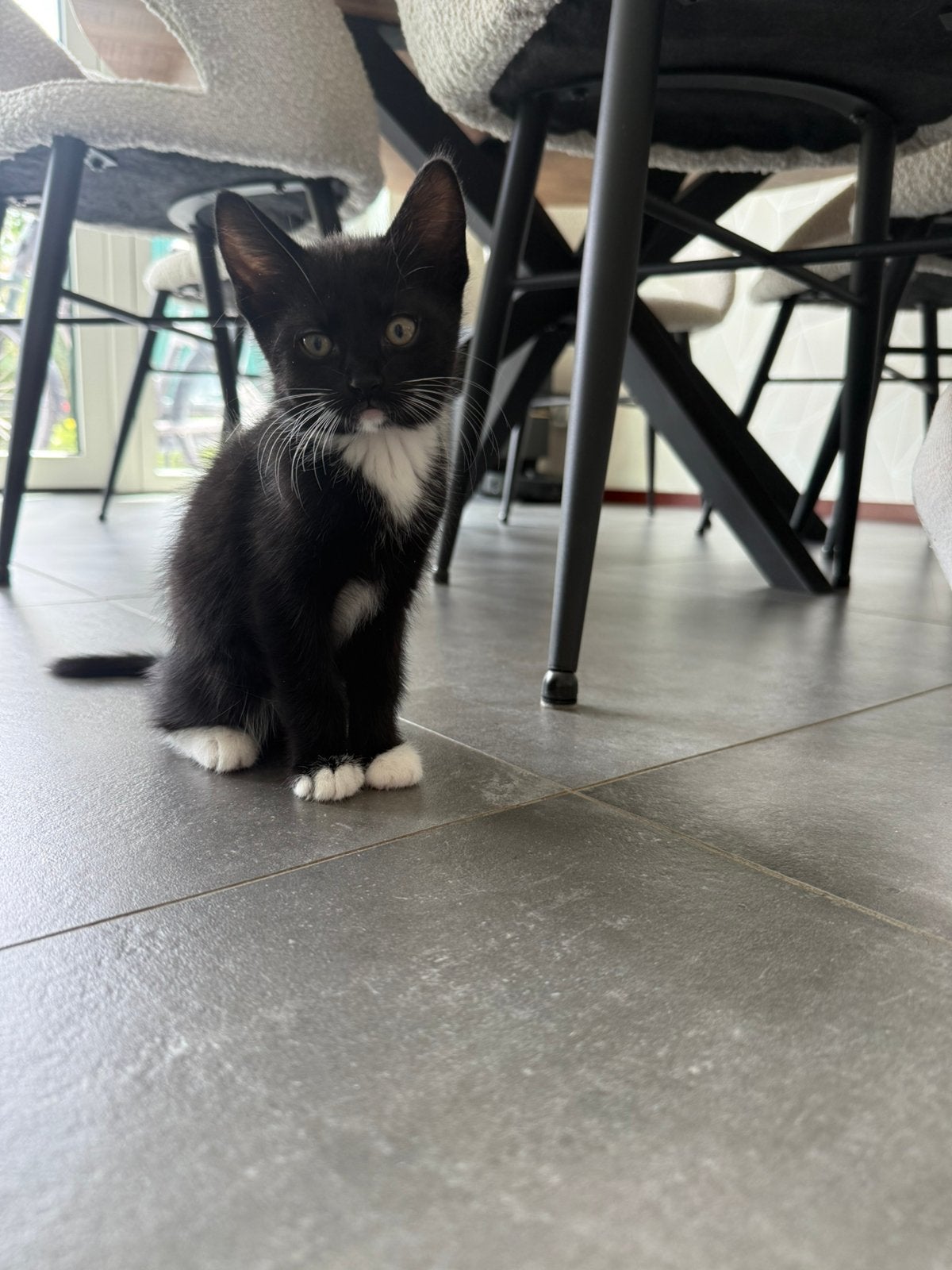 Kitten te koop, Poes
