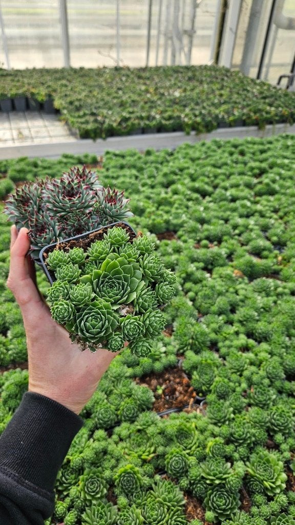 Sempervivum - rotsplant - mix kleuren - vaste plant, Ophalen of Verzenden, Vaste plant, Bodembedekkers, Volle zon
