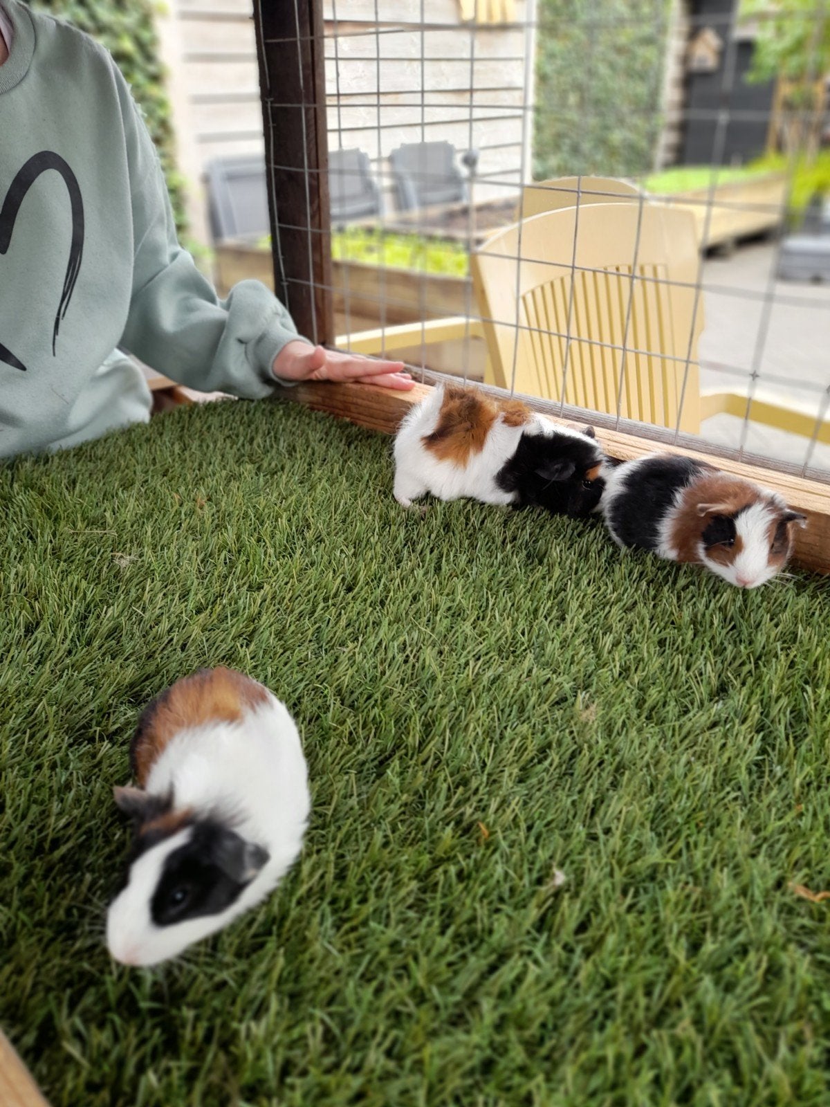 cavia's, Dieren en Toebehoren, Cavia, Mannelijk, Juli, Tam