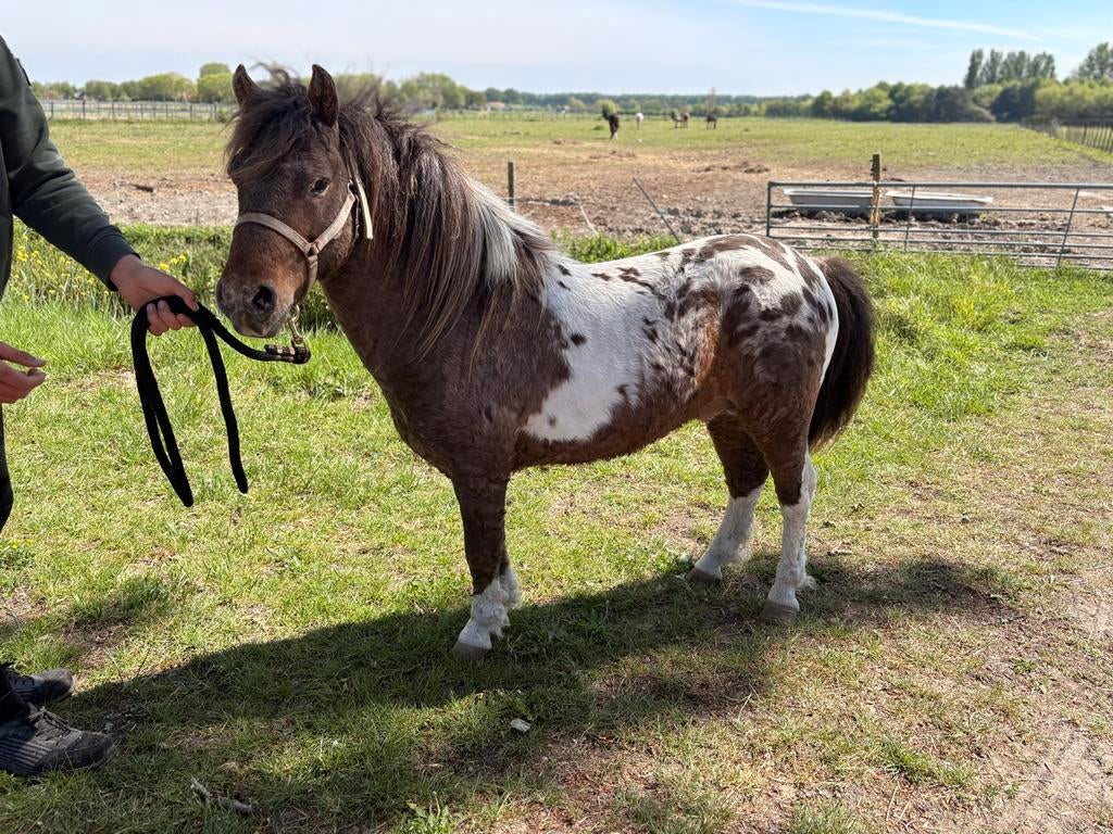 Super gaaf pintaloosa curly dekhengst, Hengst