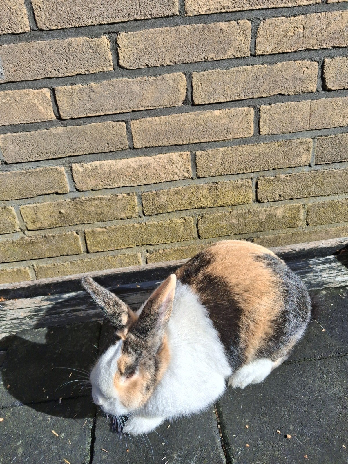 driekleur hollander voedster  jong, Dieren en Toebehoren, Vrouwelijk, Klein, 0 tot 2 jaar