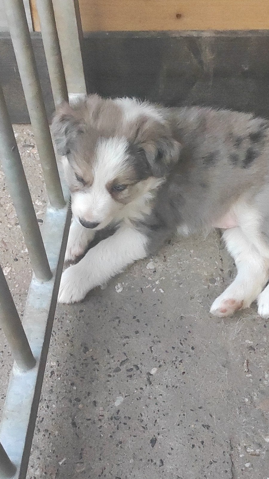 Border Collie Australian Shepherd pups, Parvo, Reu, 8 tot 15 weken, Collie