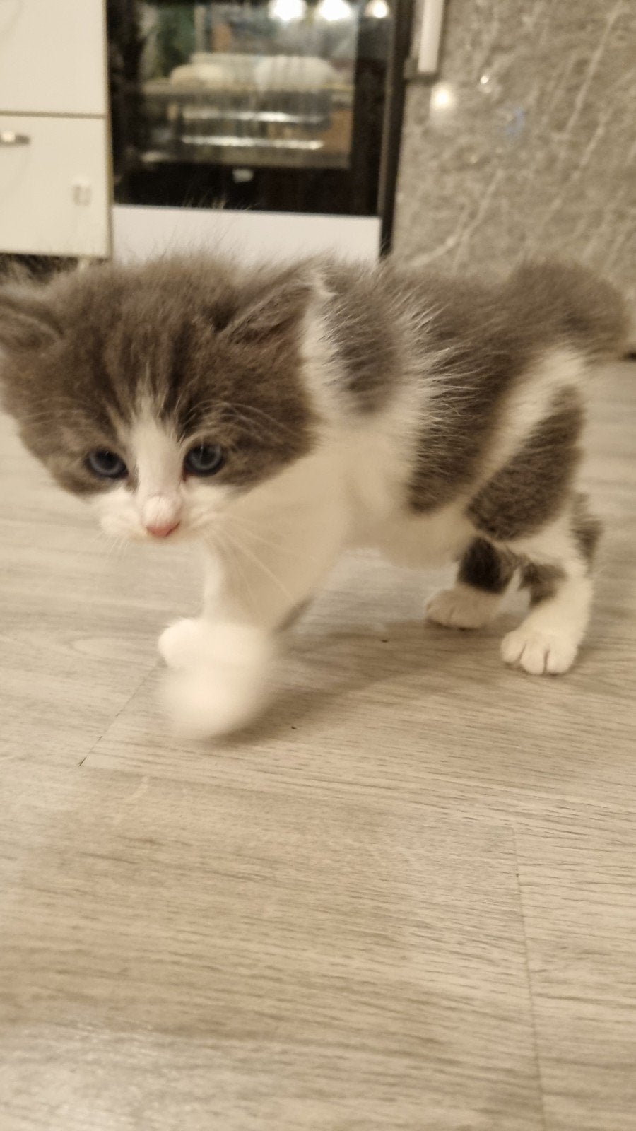 2 mannelijke  kitten, 5 weken oud.