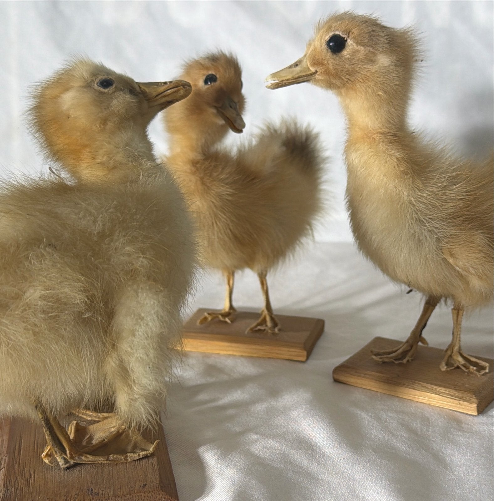 3 🐥kuikens🐤🐤🐤