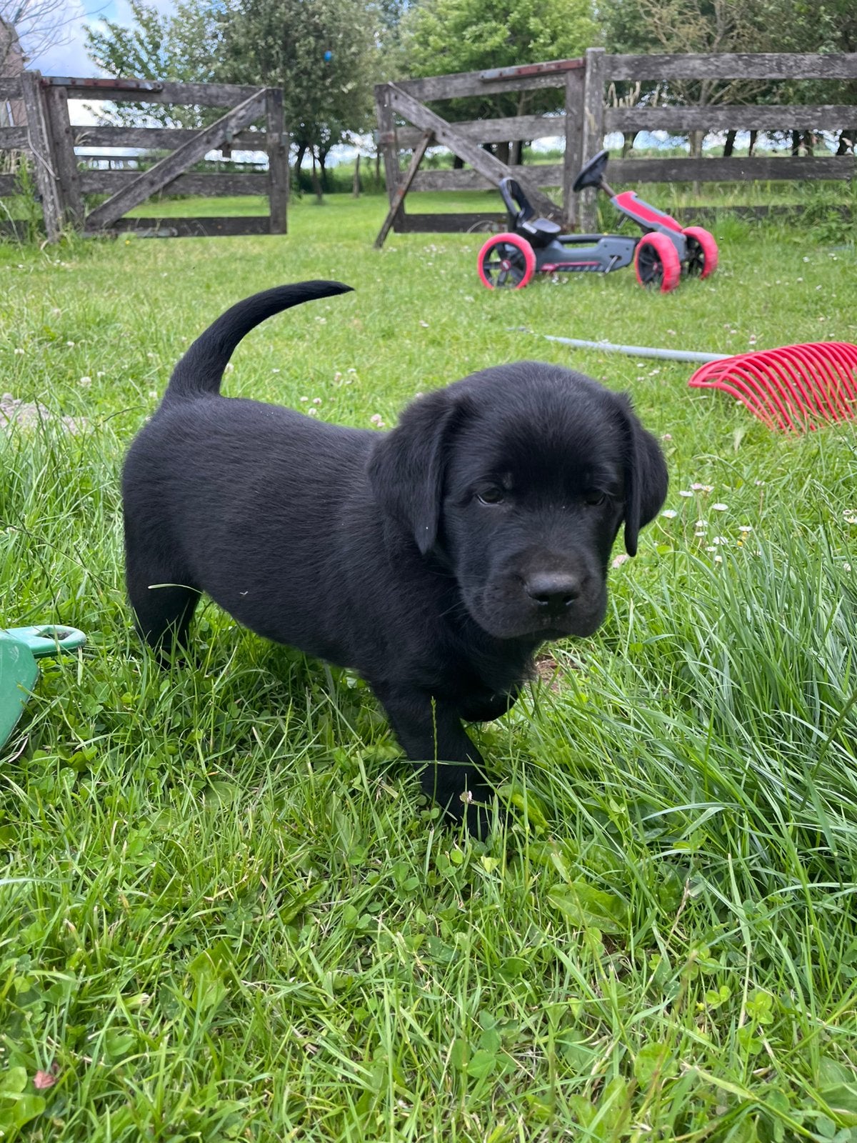 Lieve labrador kruising pup reu zoekt nog forever home, Dieren en Toebehoren, Honden | Retrievers, Spaniëls en Waterhonden, Reu