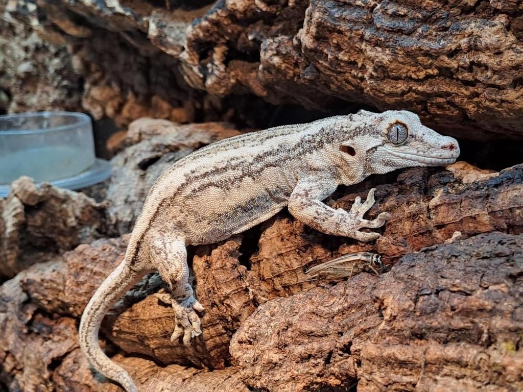 2 Rhacodactylus Auriculatus (Gargoyle gecko vrouw, Hagedis, Tam, 3 tot 6 jaar