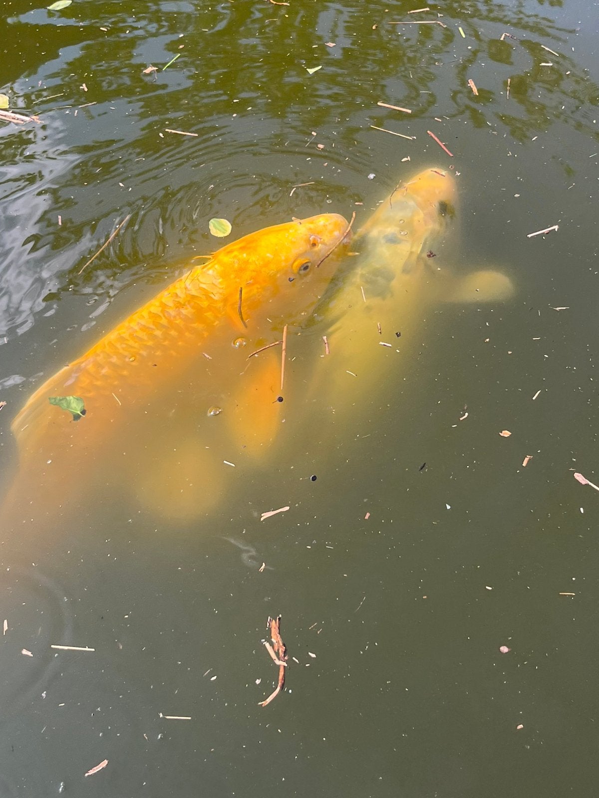 Koi karpers, Dieren en Toebehoren, Vissen | Vijvervissen, Karper of Koi