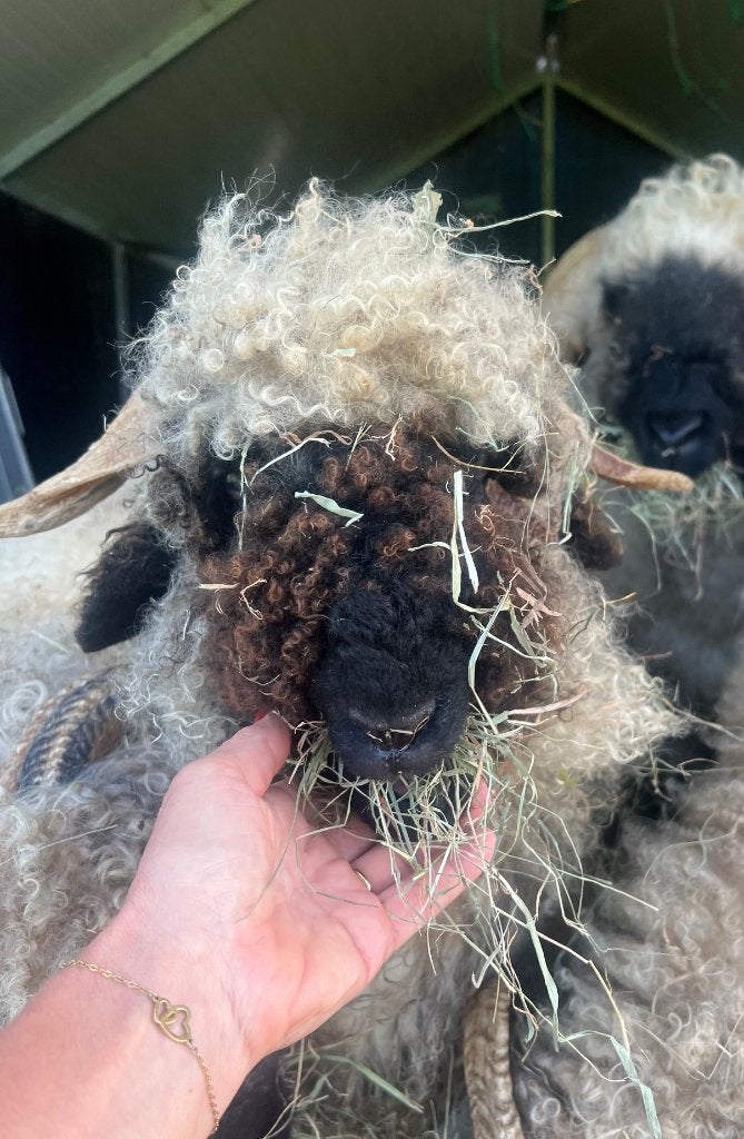 Walliser Schwarznase ram, Mannelijk, Schaap