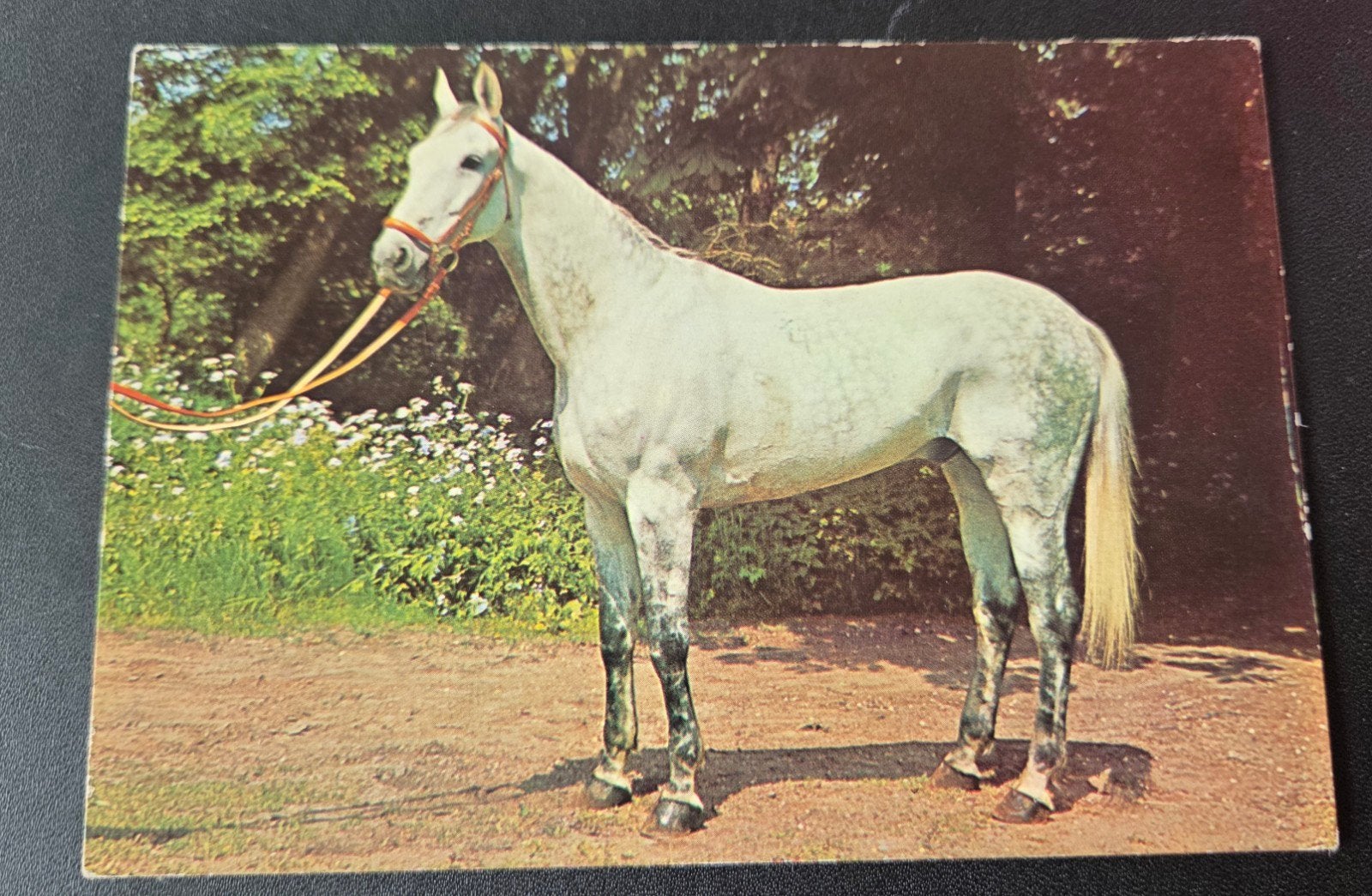 Prachtig wit paard, Verzenden, 1960 tot 1980, Gelopen, Paard