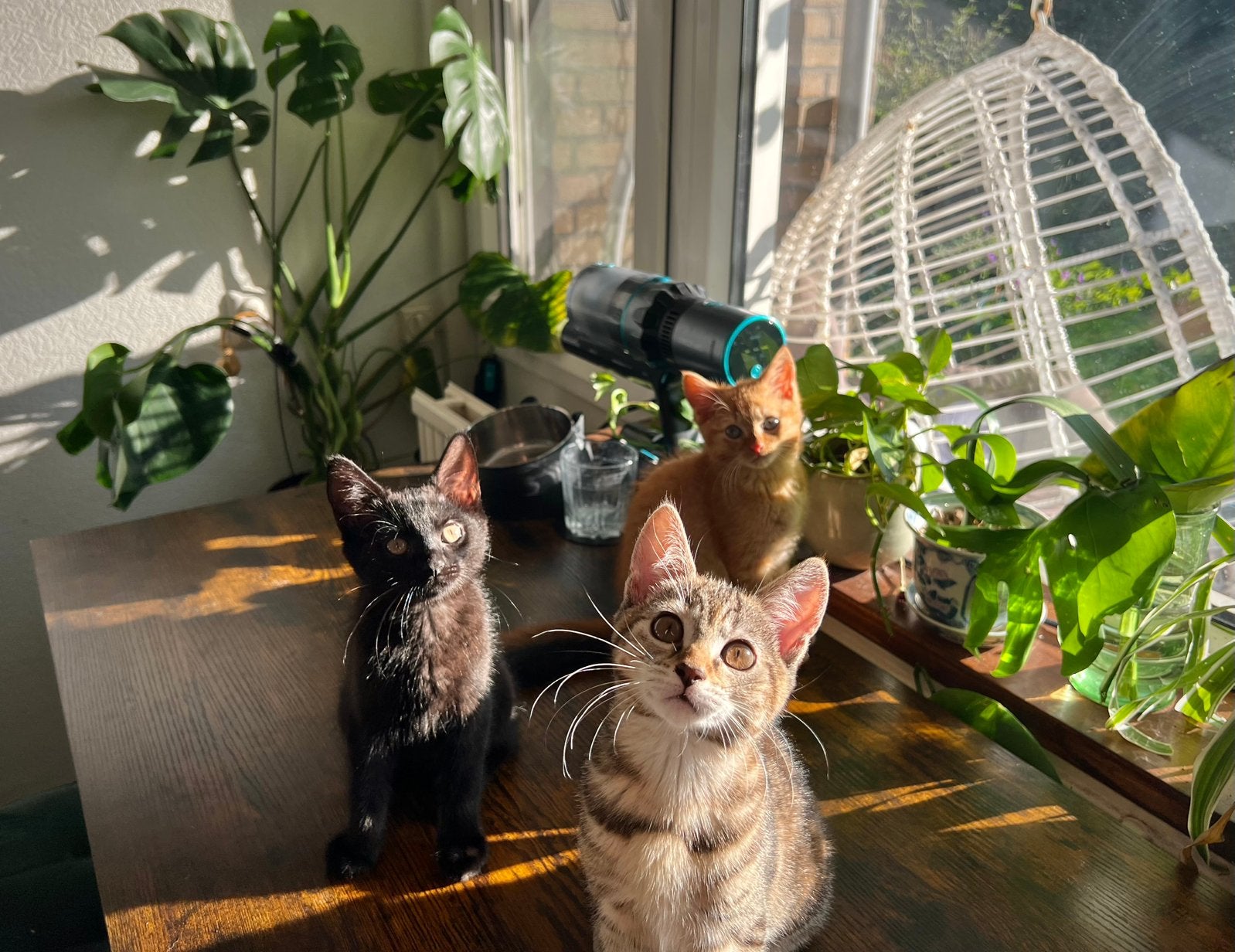 Lieve kittens zoeken gouden mandje!, Meerdere dieren, Kortharig, 0 tot 2 jaar