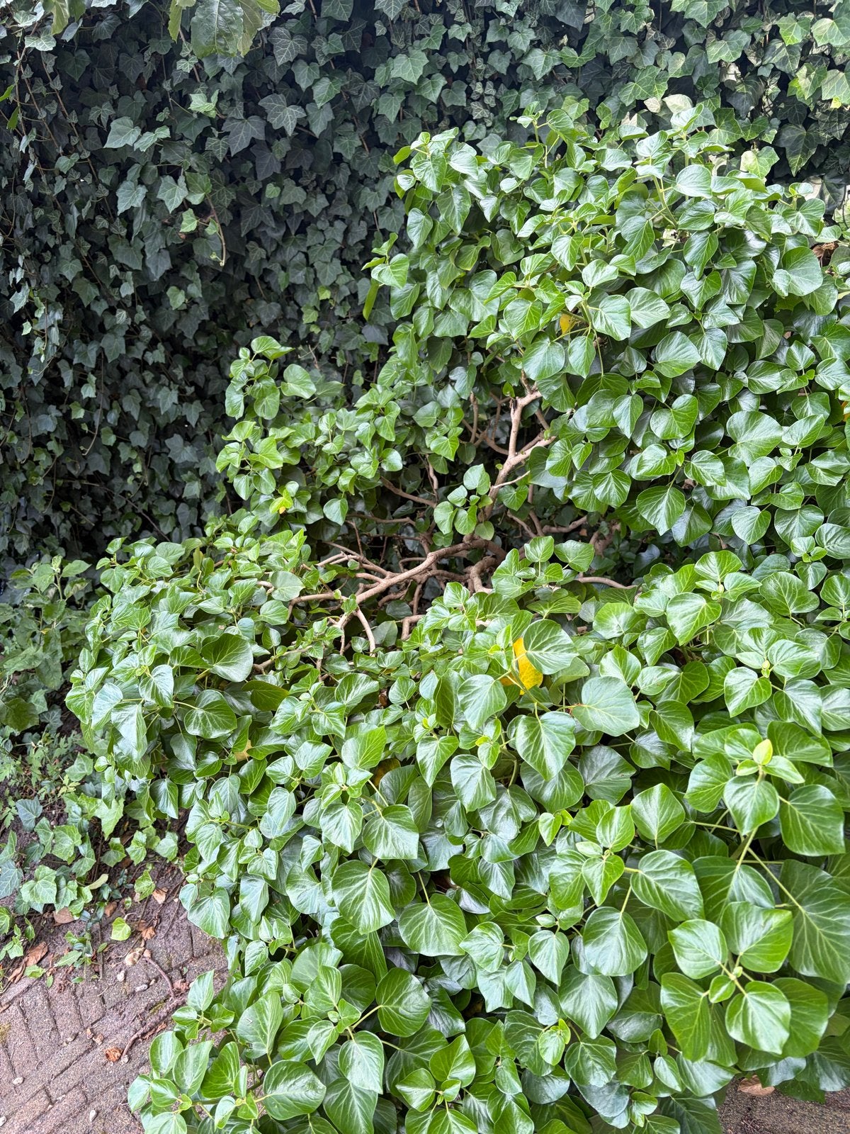 GRATIS struik, Tuin en Terras, Planten | Tuinplanten, Ophalen, Vaste plant, Bloeit niet, Klimplanten