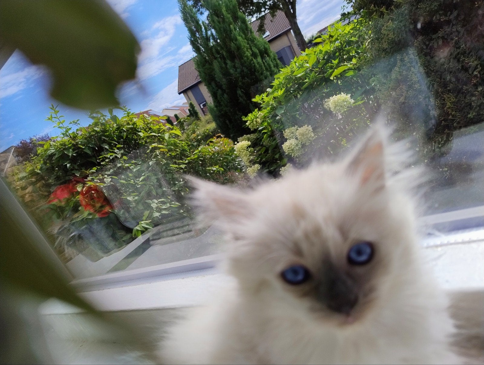 Ragdoll, Dieren en Toebehoren, Katten en Kittens | Raskatten | Langhaar, Poes, Ontwormd, 0 tot 2 jaar